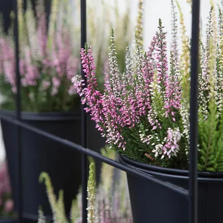 דירה Effie's Cozy Old Town העיירה רתימנו